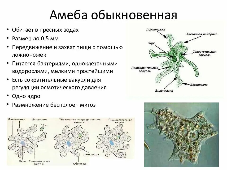 Основное свойство простейших. Особенная строение амеба обыкновенная. Биология строение амёбы амебы 7 класс. Характеристика амёбы обыкновенной 7 класс биология. Амёба обыкновенная 7 класс биология.