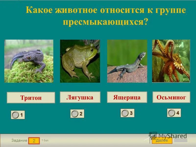 окружающий мир земноводные. лягушка тритон жаба к какой группе относится. лягушки, жабы, тритоны и саламандры. сообщение о земноводных. земноводные животные список.