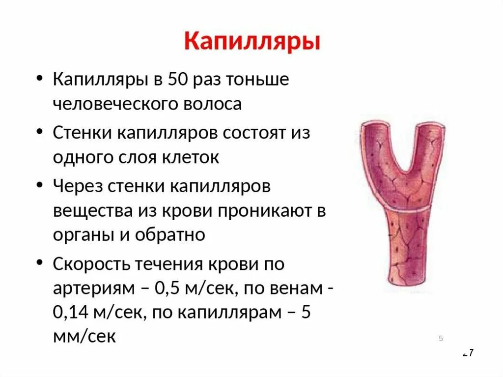 Капеляры. Стенка капилляра. Стенки капилляров состоят из одного слоя. Питательные капилляры это.