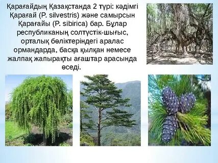 Хардкор орыс анал порно (HD)