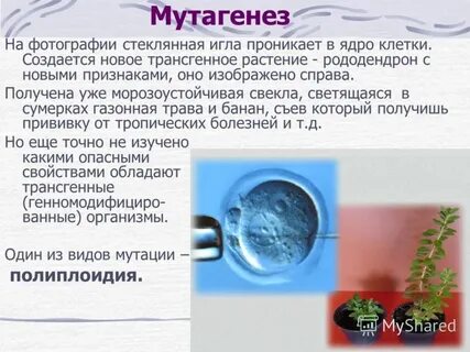 Индуцируемый мутагенез