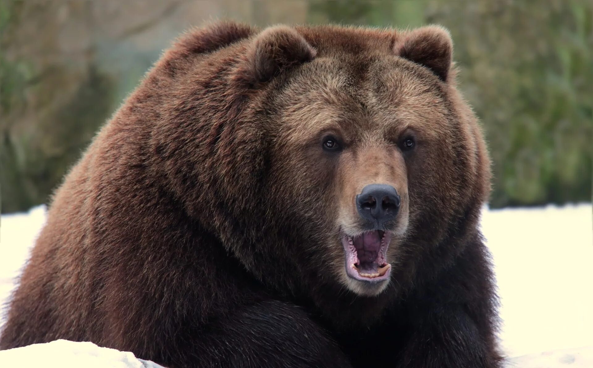 Медведь Гризли злой. Медведь Гризли медведь Гризли. Гризли североамериканский бурый медведь. Бурый медведь Кадьяк.
