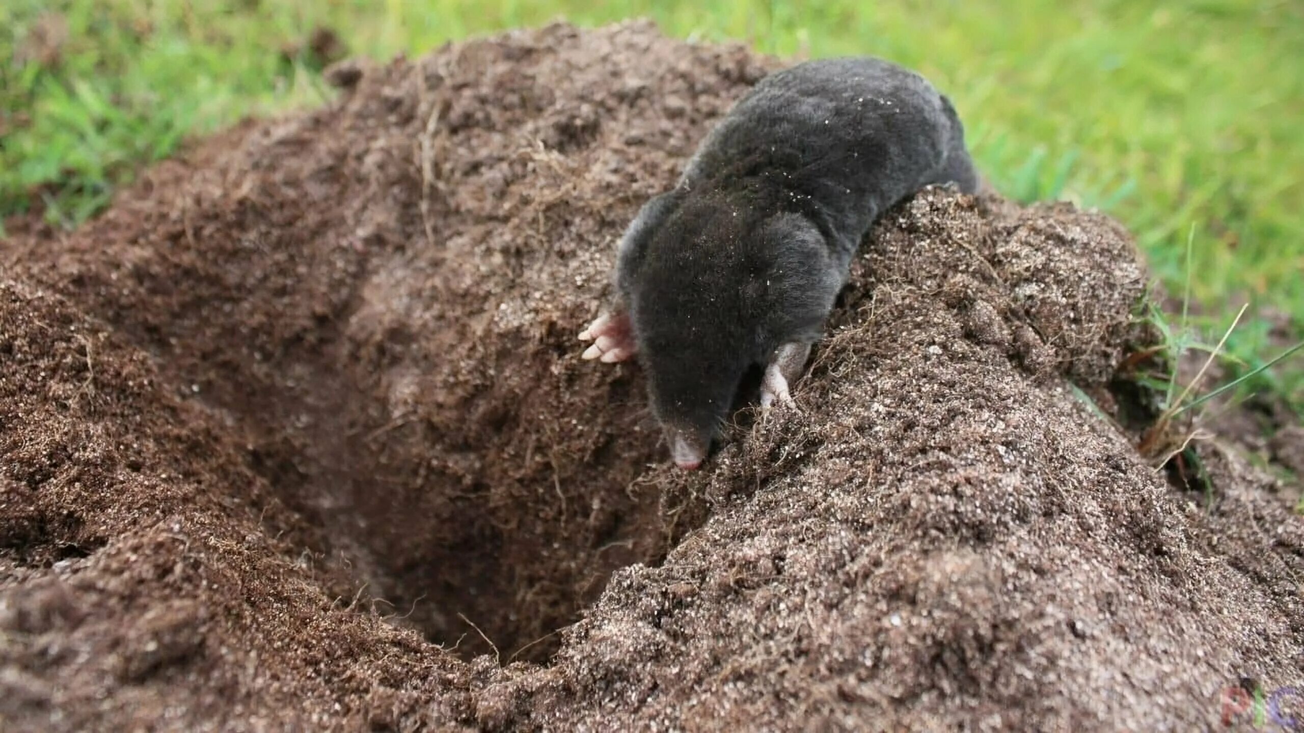 кротовые норы на участке. кроты на участке. следы жизнедеятельности животных. крот-звездонос (звездорыл). кротовые кучи почти черные темнее.