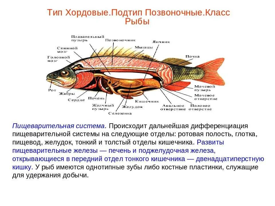 Особенности строения щуки. Внутреннее строение рыб таблица 7 класс биология пищеварительная. Тип Хордовые нервная система 7 класс. Системы органов у рыб пищеварительная система. Пищеварительная система рыб биология 8 класс.