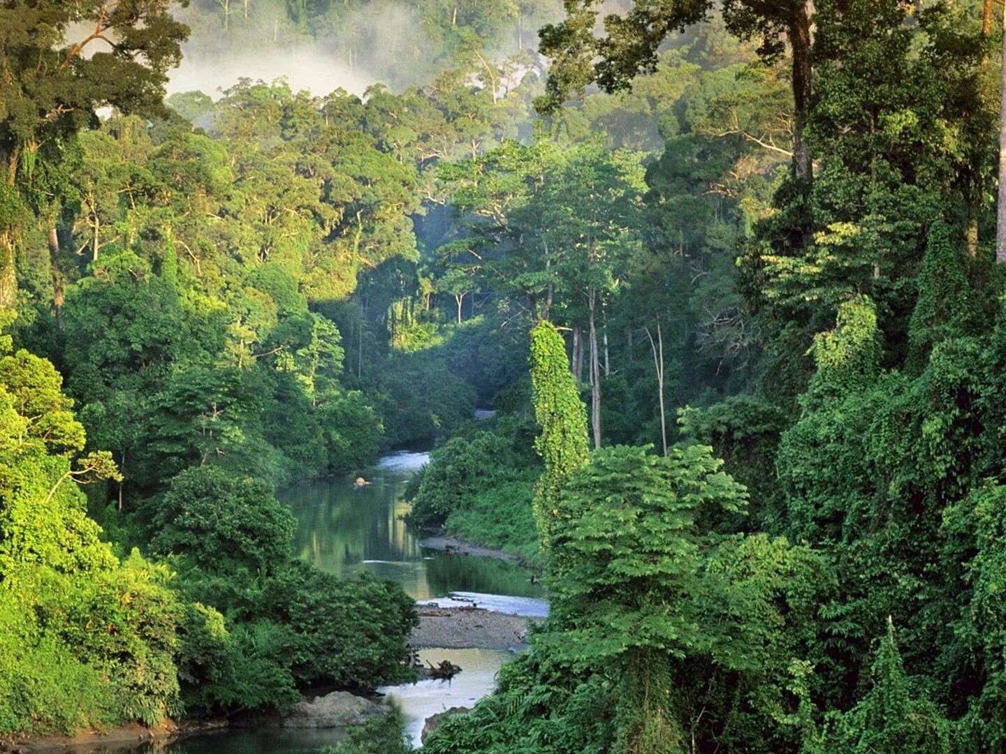 Малайзия джунгли. Бали. Као сок отель на дереве. Борнео малайзия. Жизнь в джунглях малайзия загородная жизнь.