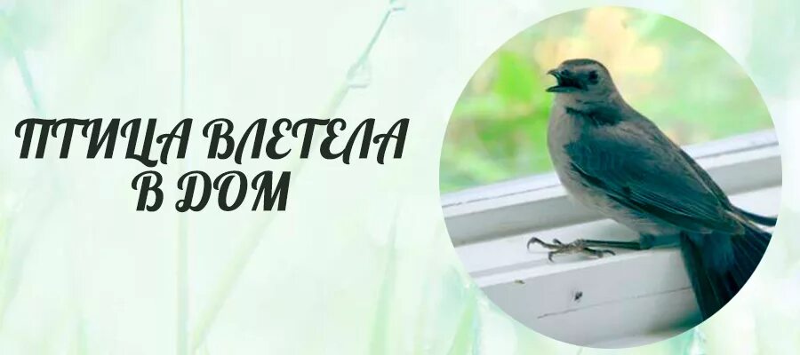 Птица залетела в комнату. Птица влетела в дом. Птица залетела в окно примета. Птичка залетела в дом примета. Что означает птица в доме