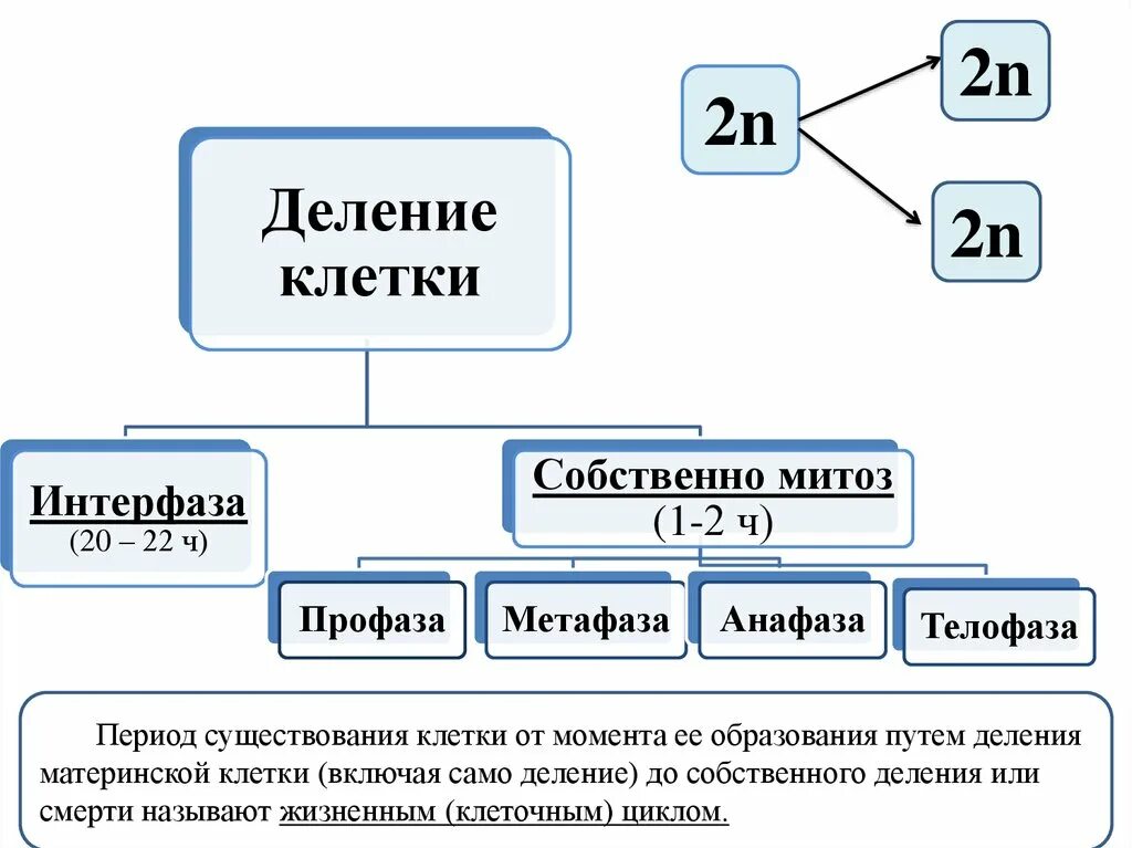 Деление клетки задачи. Решение задач по цитологии. Задачи на деление клетки. Задачи по цитологии. Решение задач на деление клетки.