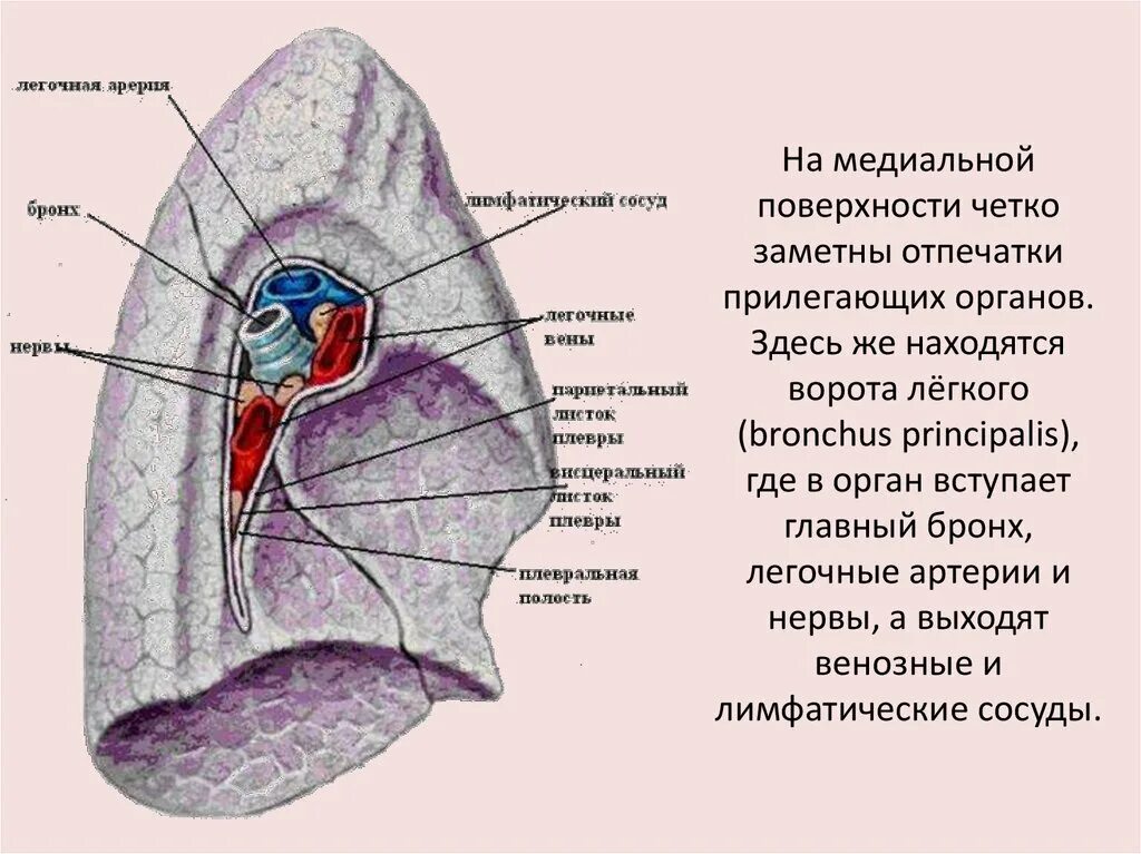 Корни легких структурны что это. Анатомические структуры корня легкого. Медиальная поверхность легкого. Медиальная поверхность правого лёгкого. Ворота левого легкого анатомия.