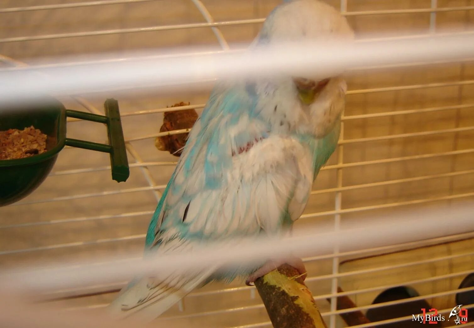 Свистящие попугаи. Корелла свистит. Ветеринарный воротник попугай. Попугай корелла говорит. Свист для попугая кореллы.