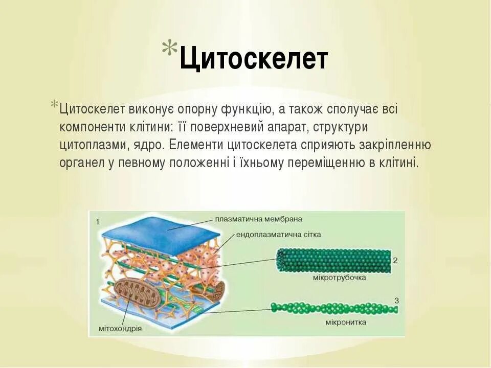 Цитоскелет строение. Цитоскелет это в биологии. цитоскелет бактерий. цитоскелет бактериальной клетки. цитоскелет клетки с ядром.