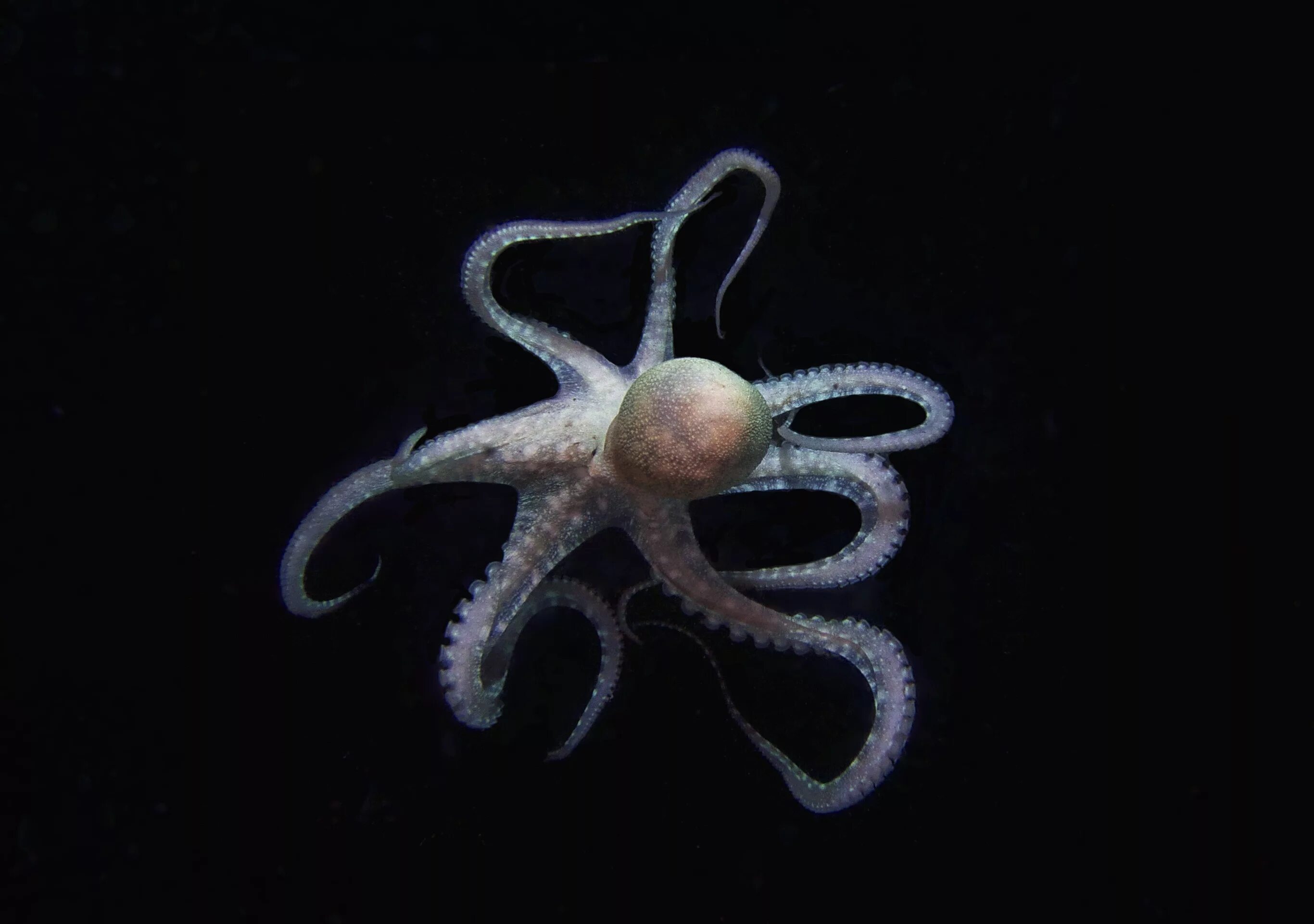 Осьминог андроид. Octopus pro. Octopus deploy. Octopus plugin. Осьминоги.