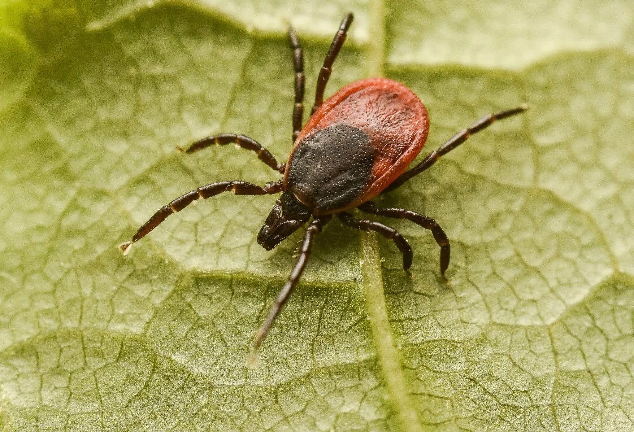 Лесной клещ Ixodes Ricinus. Клещи Ixodes Ricinus. Иксодовые клещи Ixodes Ricinus. Собачий клещ Ixodes Ricinus. Что такое клещ