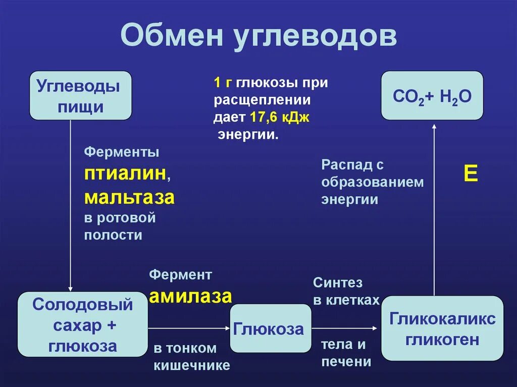 Глюкоза углекислый газ вода. Обмен углеводов схема. Основные этапы обмена углеводов в организме. Обмен углеводов в организме человека схема. Конечные продукты обмена углеводов.