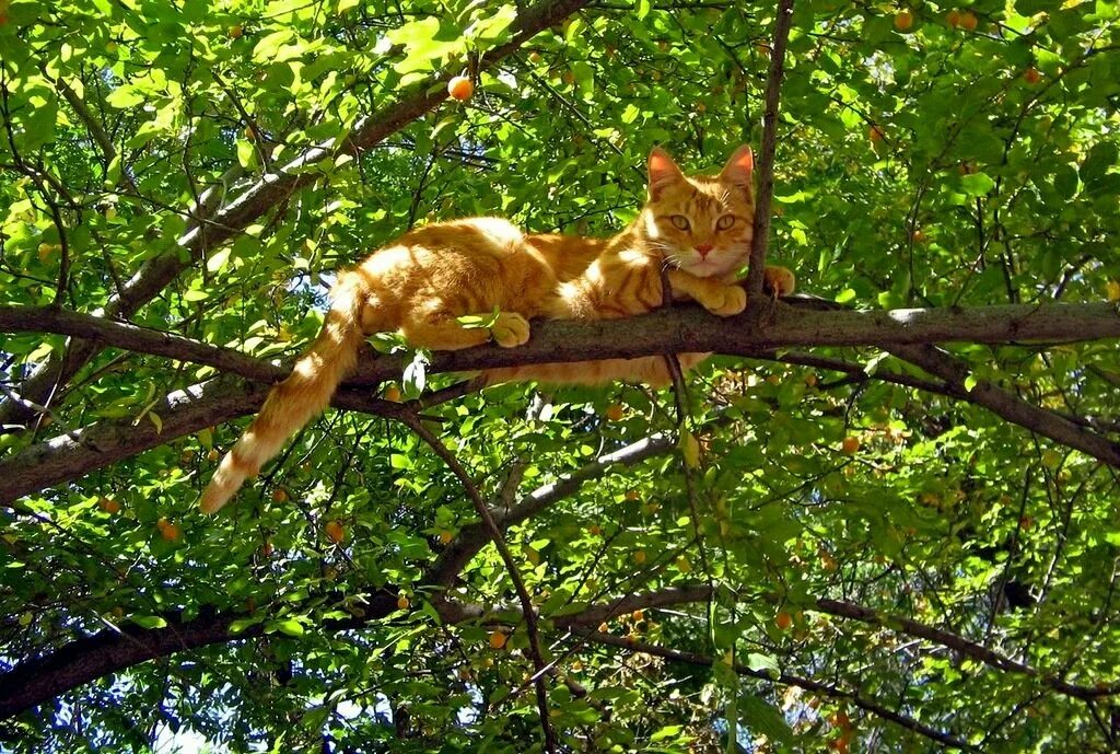 кот сидит на дереве. кот на дереве. кот на ветке. кот сидит на дереве. кот на дереве.