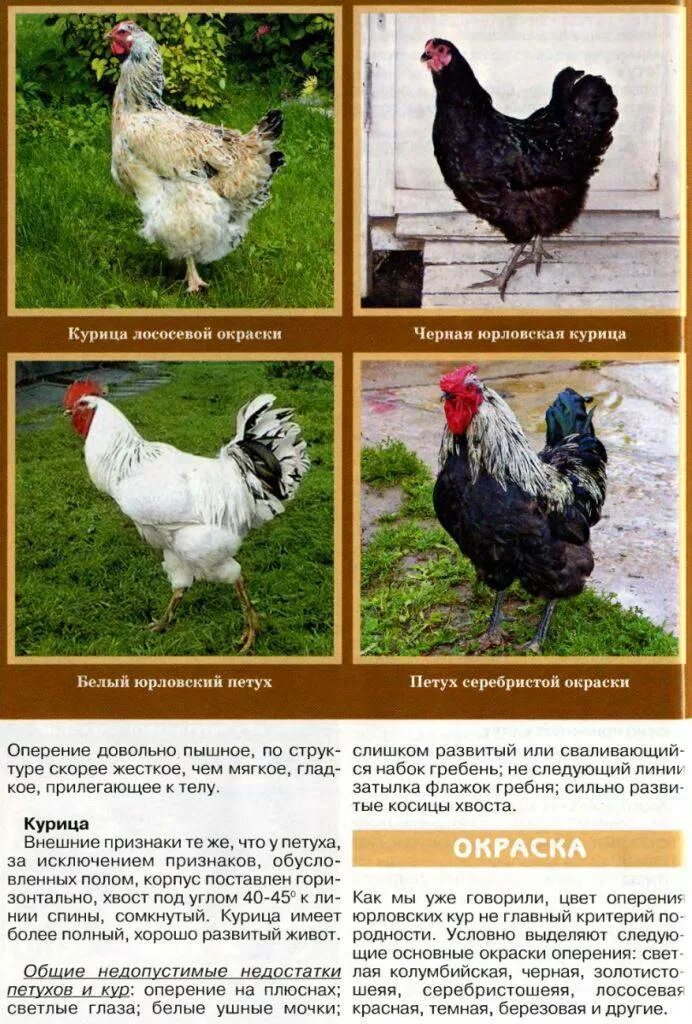 Мясо-яичные породы кур: список, характеристика пород, достоинства и недостатки