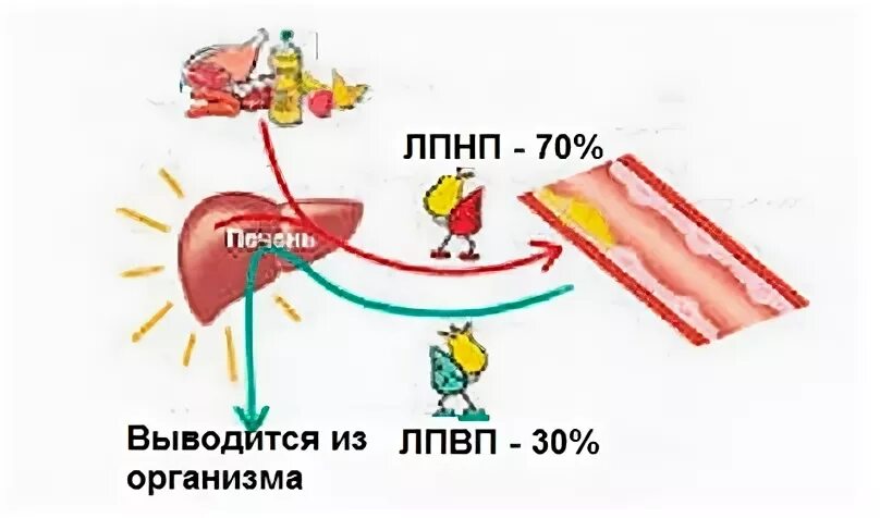 Не лпвп. ЛПНП И ЛПВП. ЛПНП рисунок. ЛПНП ЛПВП картинка. ЛПВП И ЛПНП продукты.