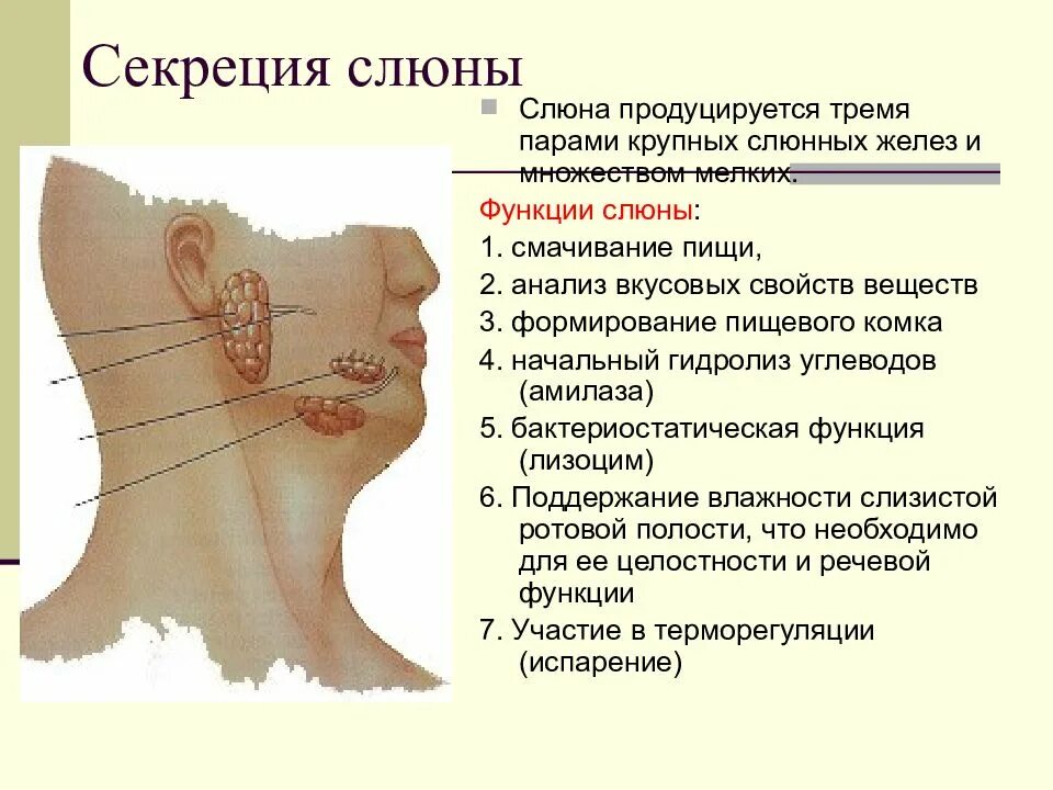 Слюноотделение функции. Пищеварительная функция слюнных желез. Секреция слюны. Функции слюнных желёз. Секреторная функция слюнных желез.