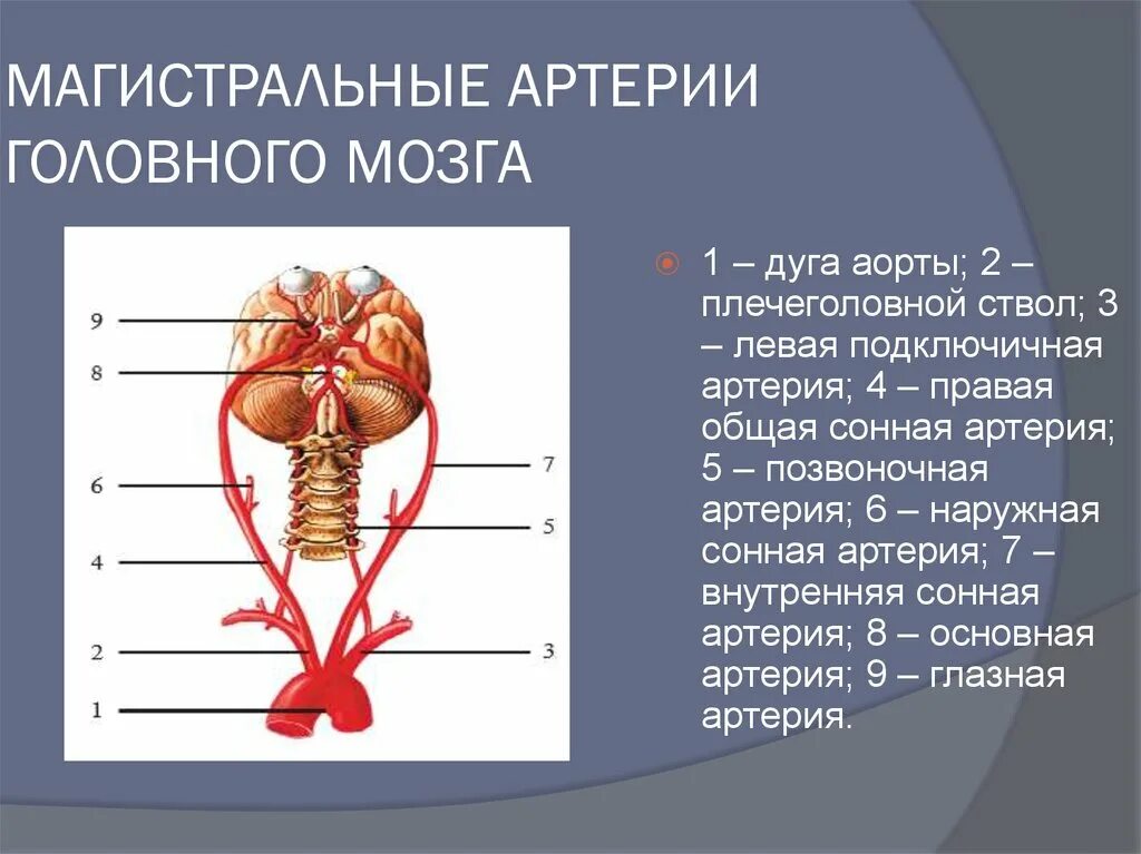 Мозговые артерии головного мозга