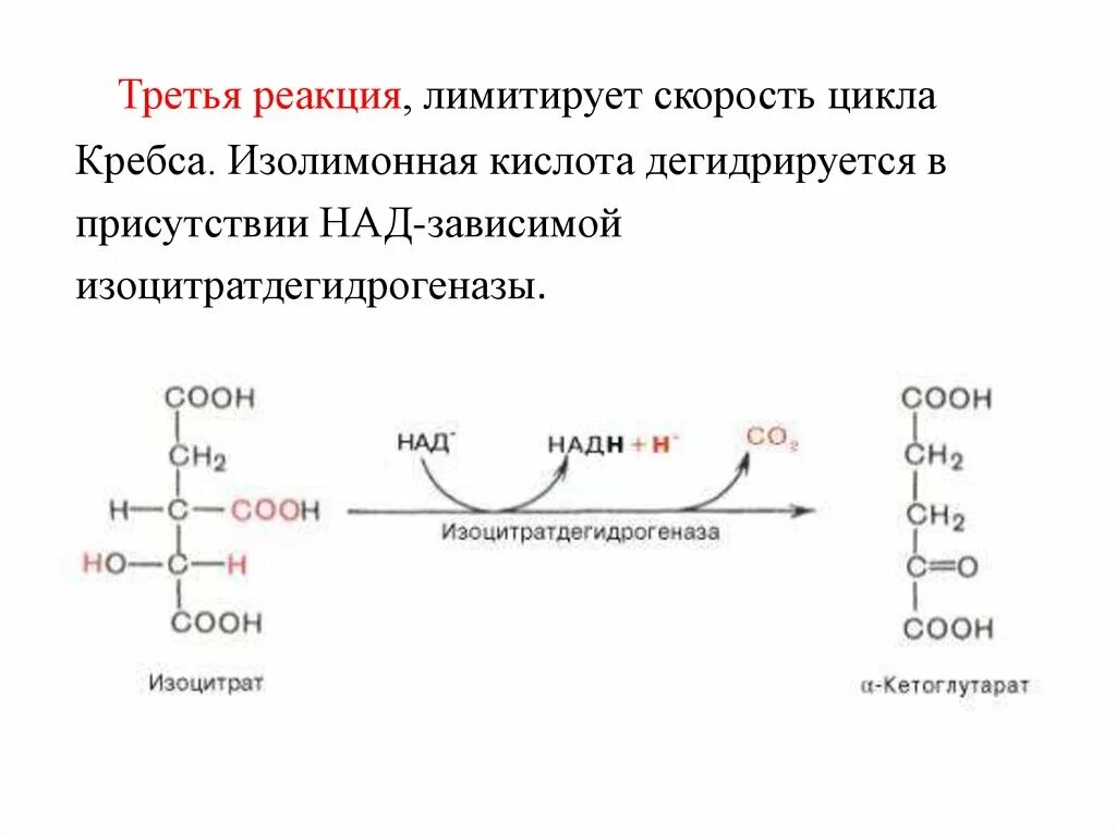 2 реакция цикла кребса