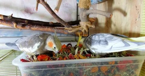 Какие ветки можно кореллам