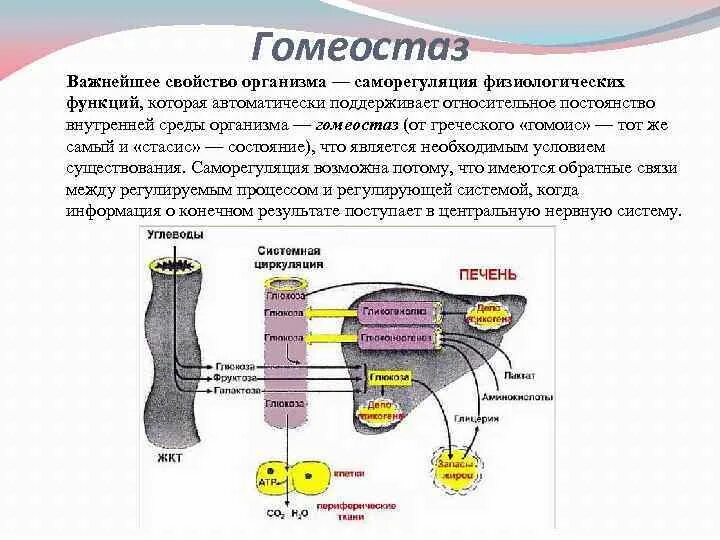 Саморегуляции физиологических процессов. Центр регуляции гомеостаза. Нервный центр поддержания гомеостаза. Схема регуляции гомеостаза. Системные механизмы гомеостаза.