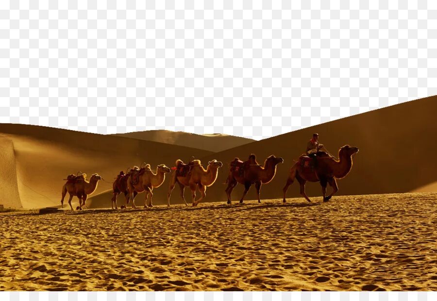 Верблюд в пустыне. Караван верблюдов. Караван верблюдов в пустыне. Силуэт верблюда в пустыне. Караван движется