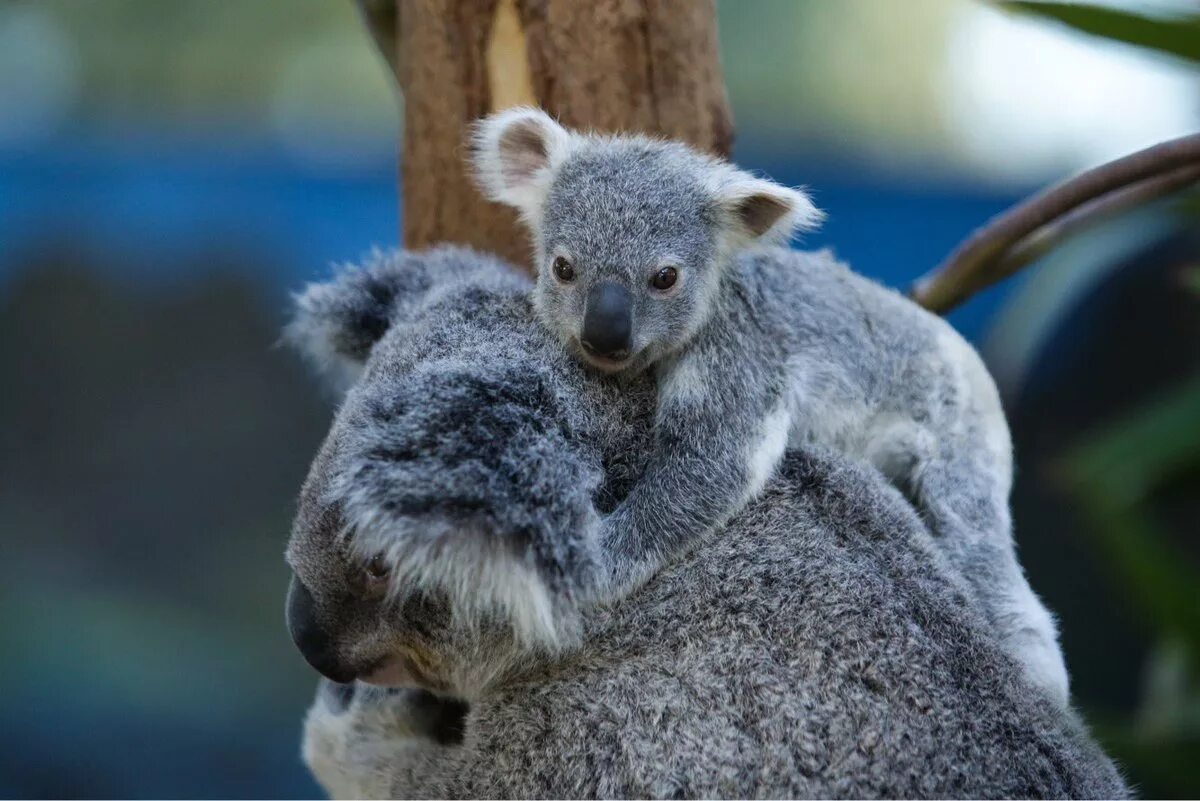 Коала. Лондонский зоопарк коала. Огромная коала. Млекопитающие коала. Коала относится к