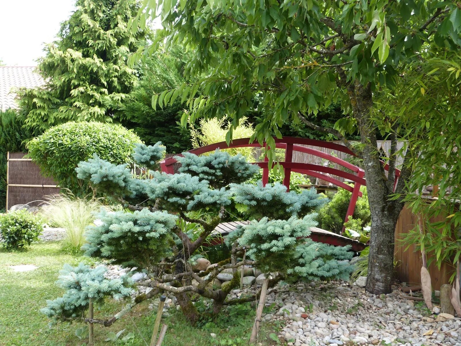 Ниваки из можжевельника казацкого фото nivaki Outdoor decor, Garden, Outdoor