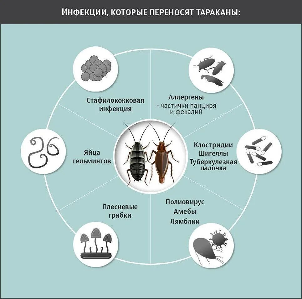 Насекомые вызывающие заболевания. Тараканы переносчики инфекций. Какие болезни переносят тараканы. Инфекции переносимые тараканами. Тараканы переносчики заболеваний.