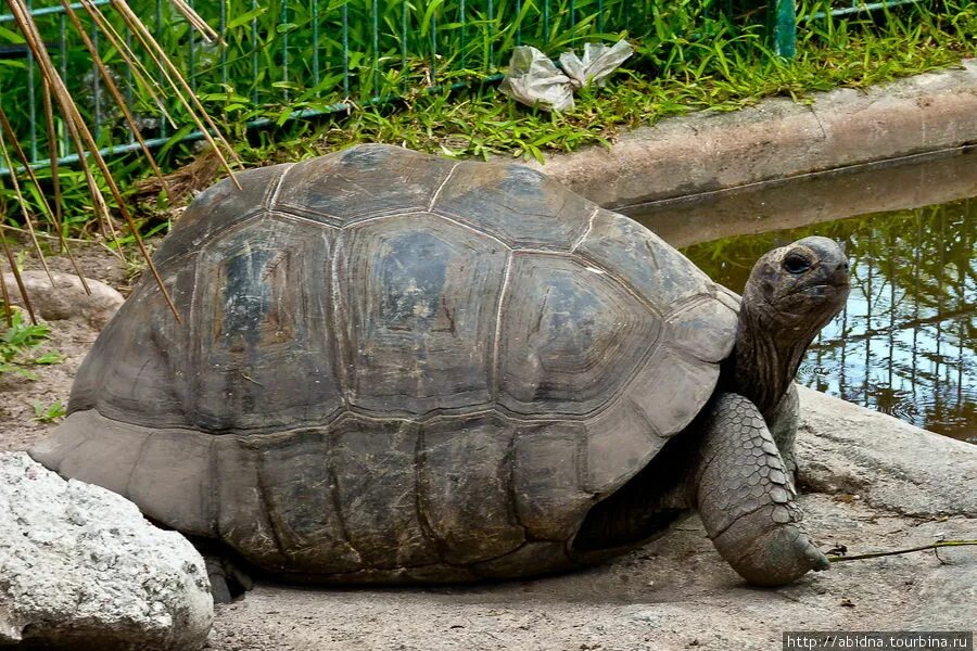 Сейшельские черепахи. Гигантская черепаха Альдабра. Сейшельская гигантская черепаха. Альдабрские черепахи. Альдабрские черепахи на Сейшелах.