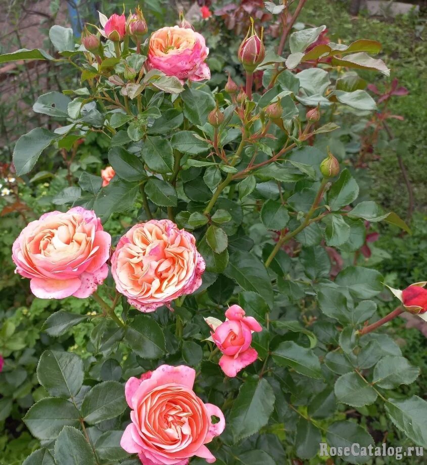 Корал лионс роуз (coral lions-rose). Флорибунда лионс роуз. Корал лайонс роуз. Корал лионс роуз. Корал лионс роуз.