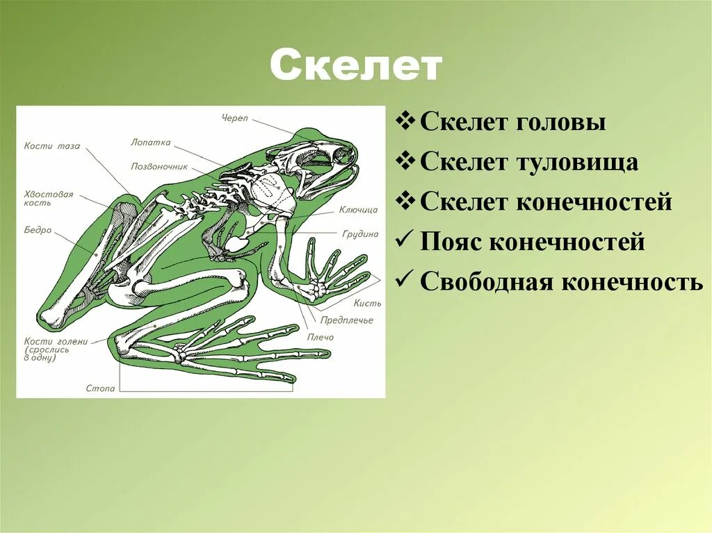 Земноводные скелет. Строение скелета земноводных. Мускулатура земноводных. Скелет конечностей амфибий.