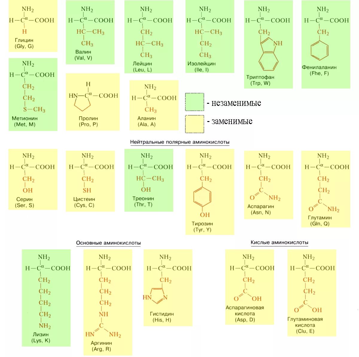 Незаменимые аминокислоты формулы таблица. Кислые основные и нейтральные аминокислоты. 20 Аминокислот таблица аминокислоты. Формулы кислых аминокислот.