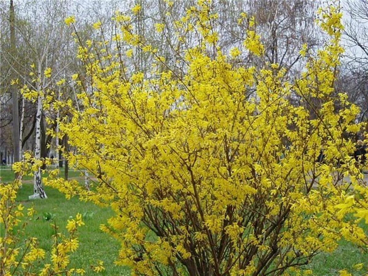 Форзиция ovata
