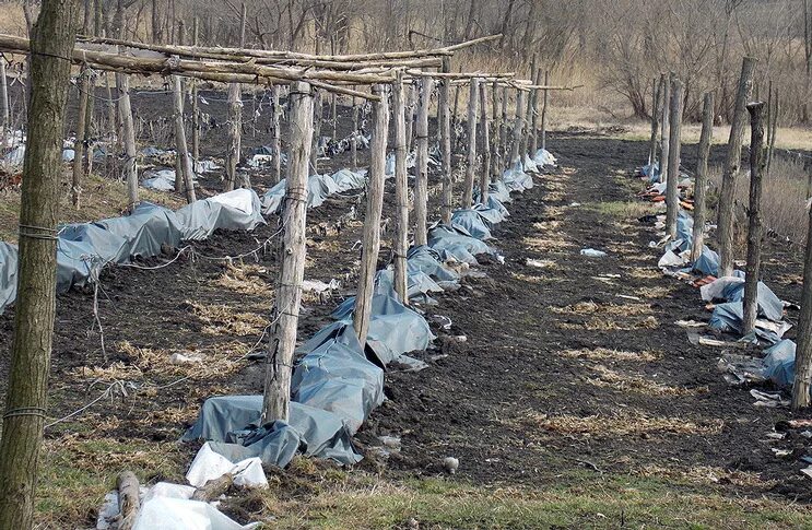 Виноград зимой уход. Укрытие винограда агроспаном. Укрытие винограда на зиму. Укрыть виноград на зиму. Зимние укрытие для винограда.