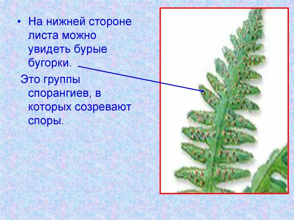 Что развивается в бурых бугорках. Папоротники хвощи. Папоротники хвощи плауны. Бурые бугорки на нижней стороне листа папоротника. Споры папоротника с нижней стороны листа