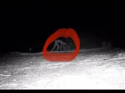 Видео про ырку