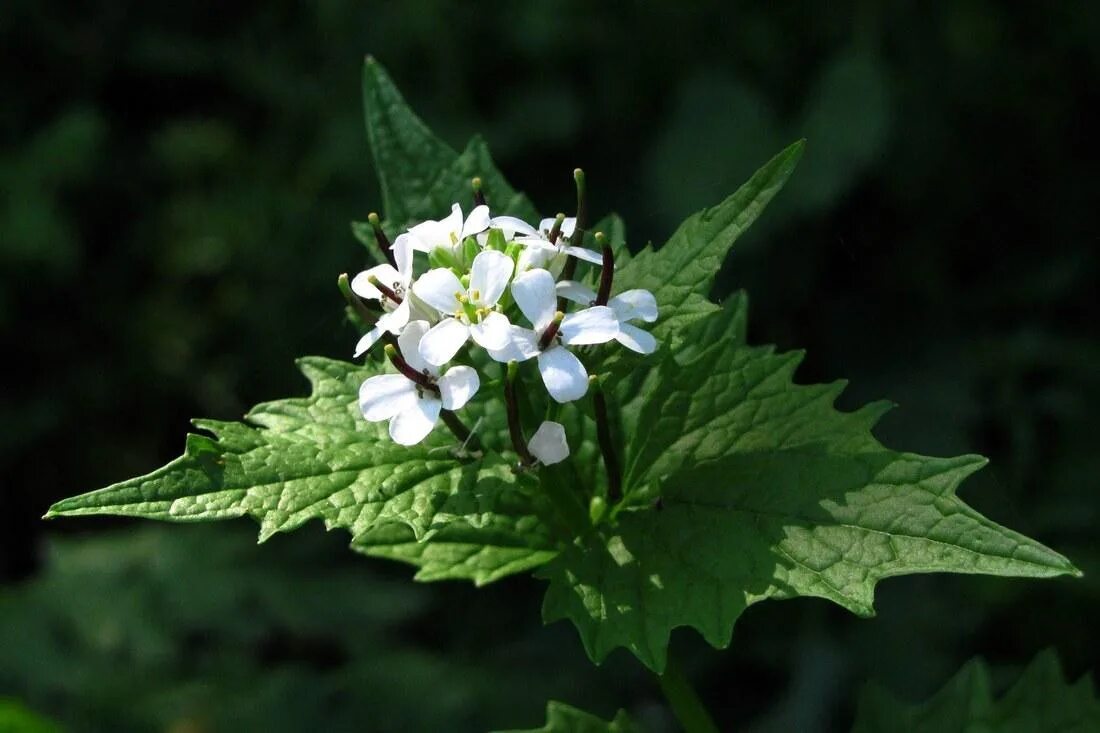 Чесночница черешковая растение. Alliaria officinalis. Чесночница Alliaria. Alliaria petiolata цветок.