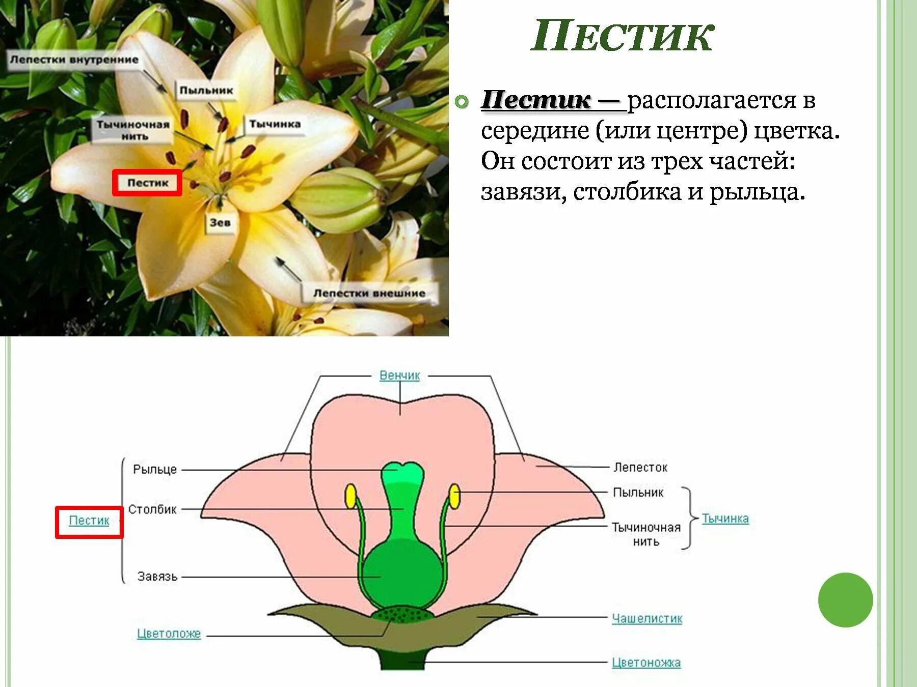 Цветок функции кратко. Из чего состоит пестик биология 6 класс. Пестик цветка 6 класс биология класс. Из чего состоит пестик 6 класс. Венчик цветка.