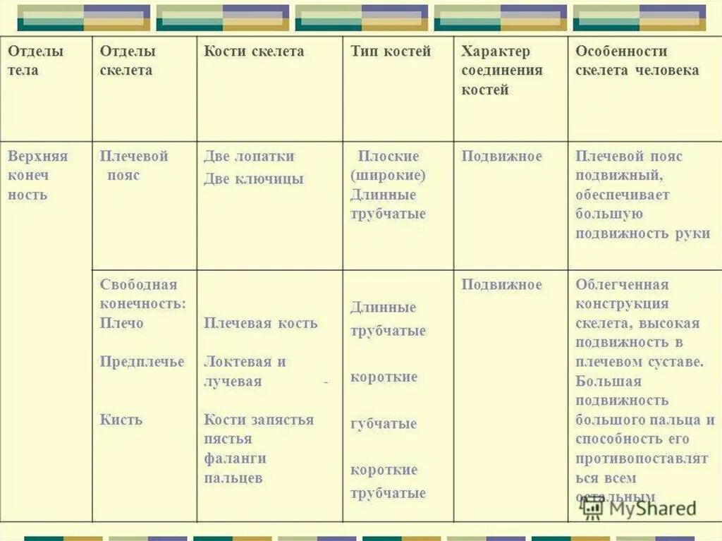 Состав отделов скелета. Таблица по биологии 8 класс строение скелета человека отделы тела. Таблица по биологии 8 класс отделы тела отделы скелета. Таблица по биологии отдел тела отдел скелета. Биология 8 класс таблица отделы тела отделы скелета кости скелета.