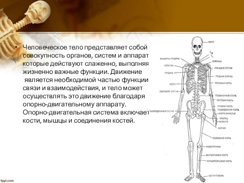 Ниже представлены тела