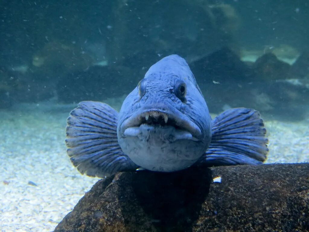 Зубатка описание рыбы. Зубатка синяя. Northern Wolffish. Anarhichas. Как выглядит зубатка рыба фото.