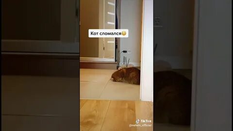 Как сломать кота