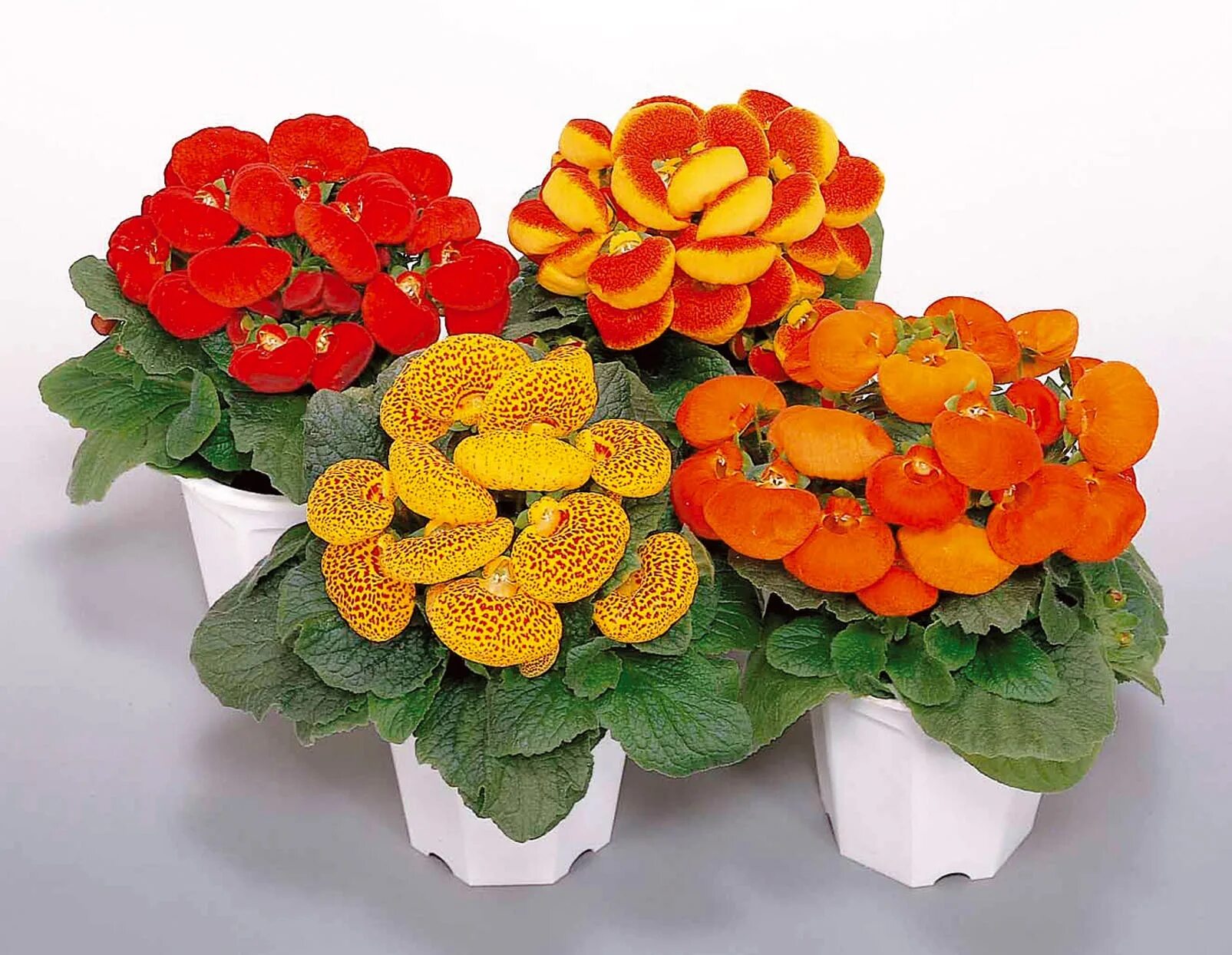 Gepind van kepguru Flores amarillas, Flores, Arbustos