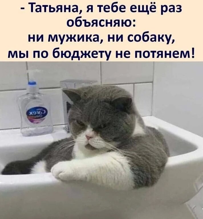 Женщина эмоции. Не потяну. Тянем потянем тянем потянем прикол. Кот на веревке. Ищу жену прикол.