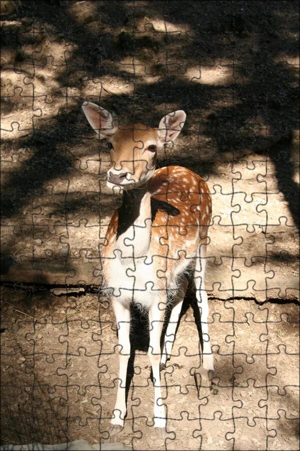 AMAZING EARS Wild animals photos, Animals wild, Exotic pets
