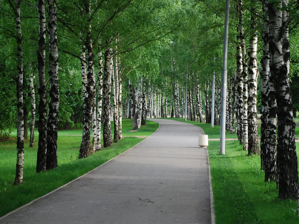 березка сходня