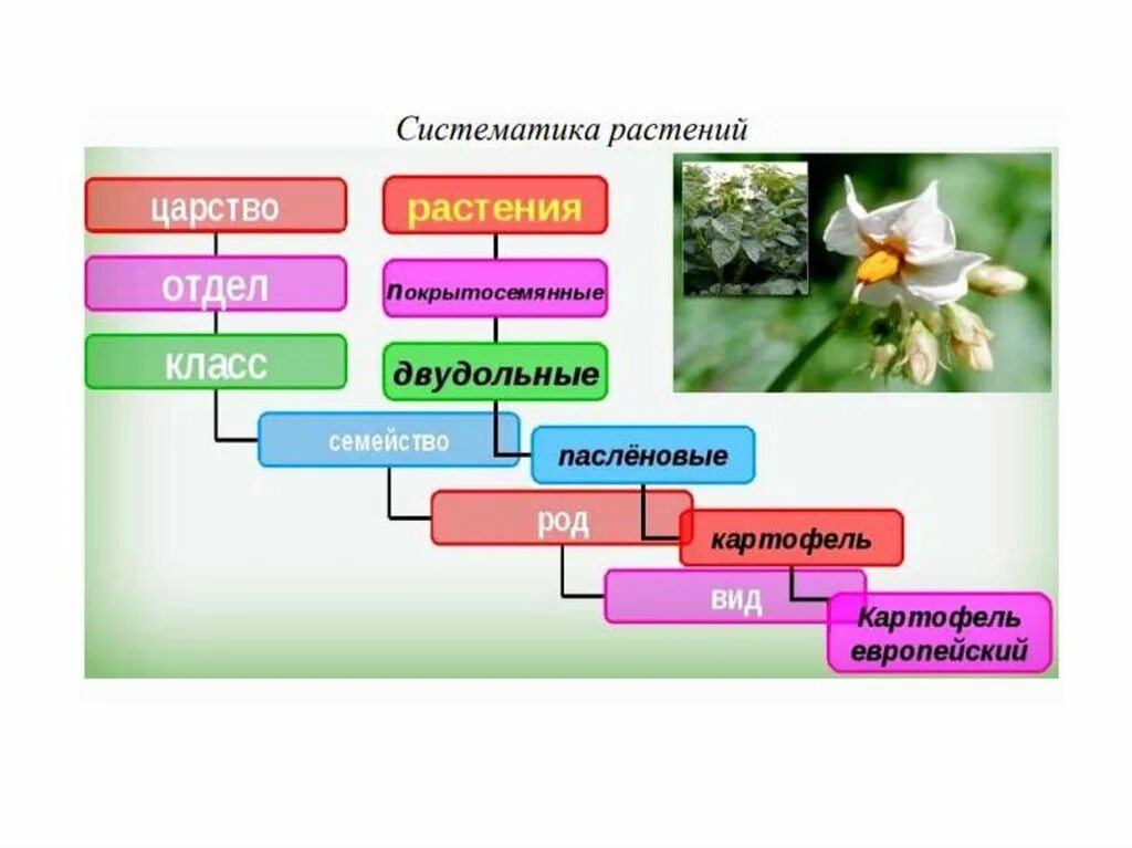 Систематика царства растений биология 5 класс. Схема классификации растений таксоны. Систематика растений 5 класс биология таблица. Систематика растений по биологии 6 класс.