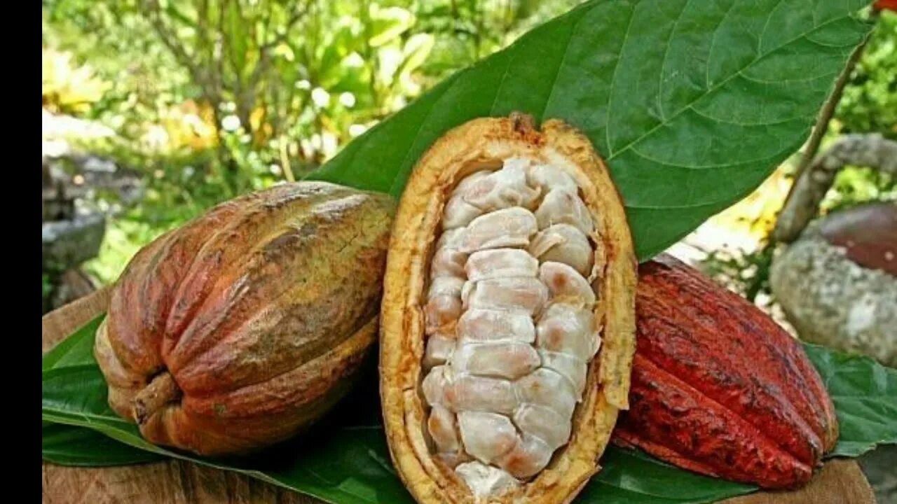 шоколадное дерево теоброма какао. шоколадное дерево (theobroma cacao). шоколадное дерево какао. дерево какао южной америки. шоколадное дерево какао.