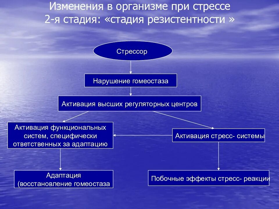 Изменения в организме при стрессе. Стадии адаптации при стрессе. Стадии стресс реакции нарушающие гомеостаз. Механизмы адаптации при стрессе.